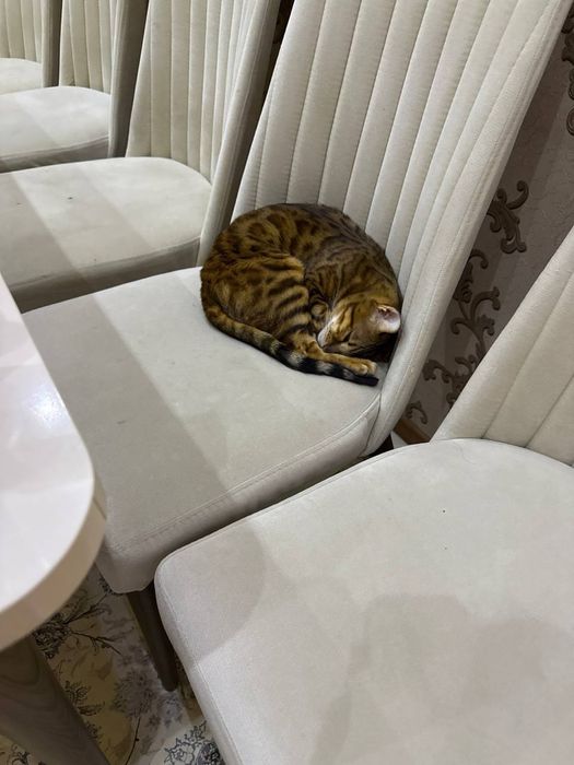 Продаётся Бенгальский кот