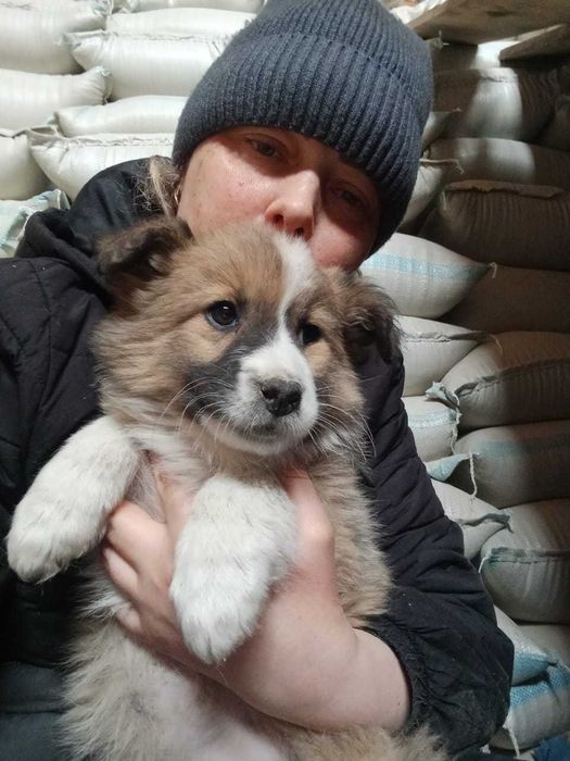 Щенки ищут дом..