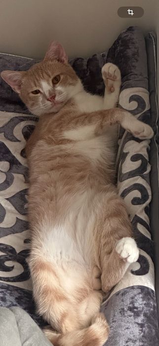 Мысықты мейірімді адамдарға береміз!