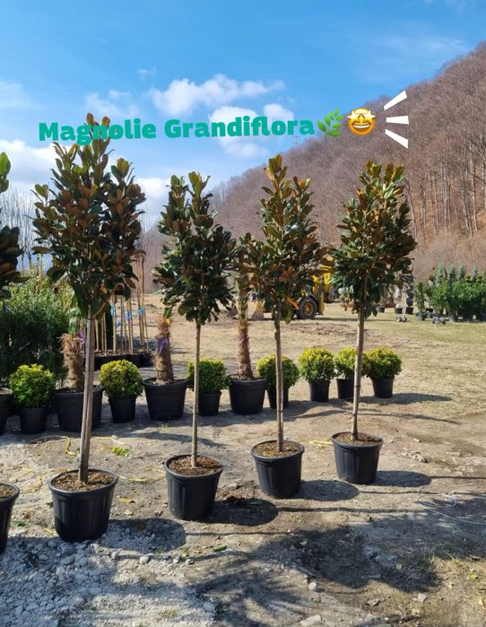 Plante ornamentale