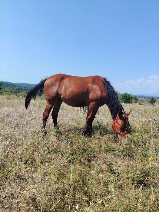Mânză de 1 an ..