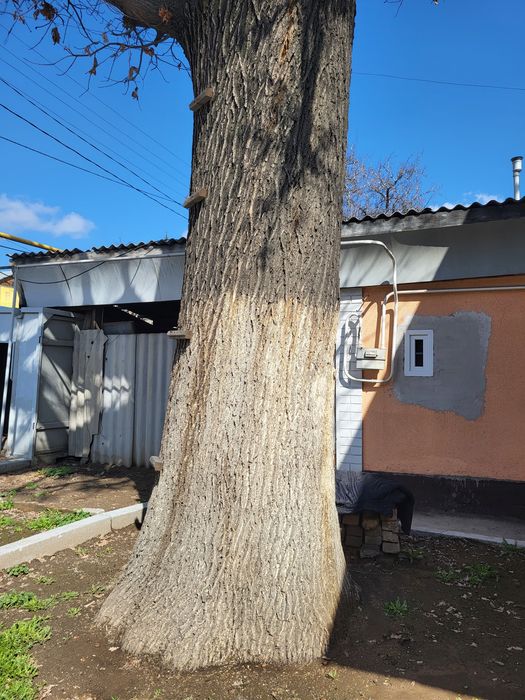 Продам дуб ,Многолетний ,большой