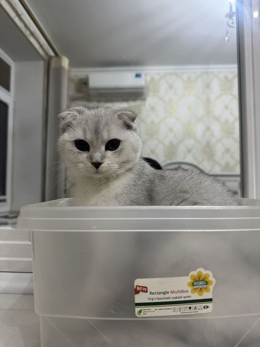 Продаётся домашняя кошка