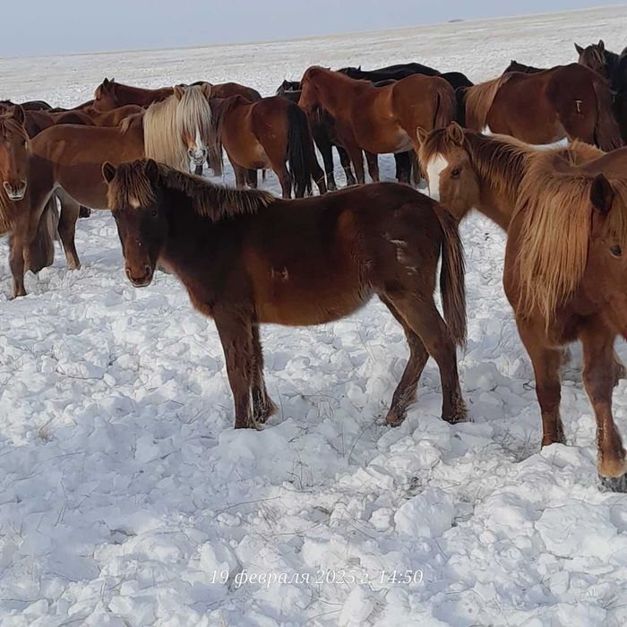 Жабагы сатамыз оптом