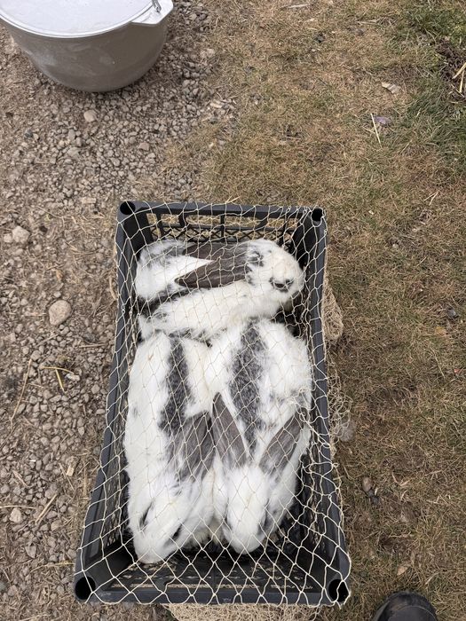 Pereche iepuri pentru reproductie sau sacrificat