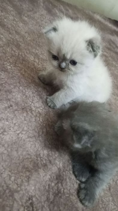 Котята скотиш фолд и страйт