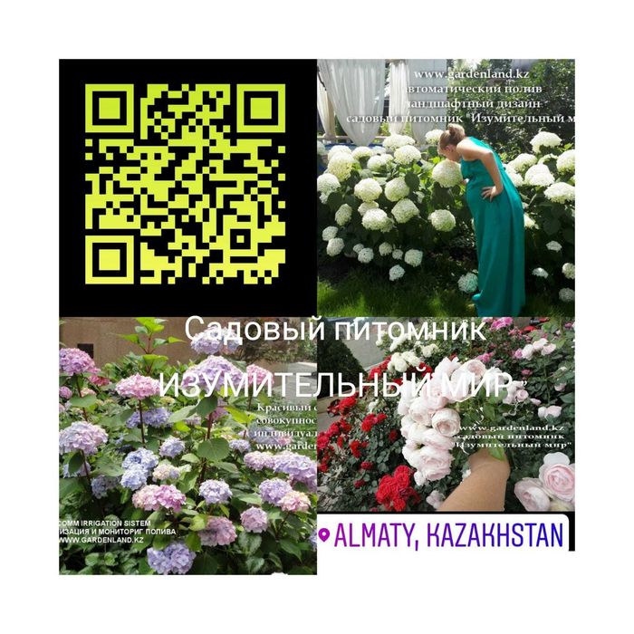 Гортензия оптом и розница саженцы Стронг Аннабель