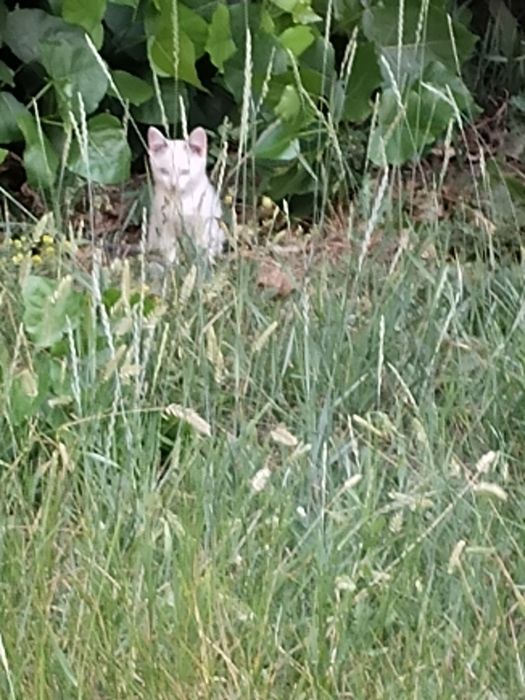 Котята бесплатно