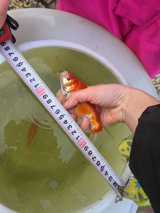 Продавам езерни златни рибки!!!