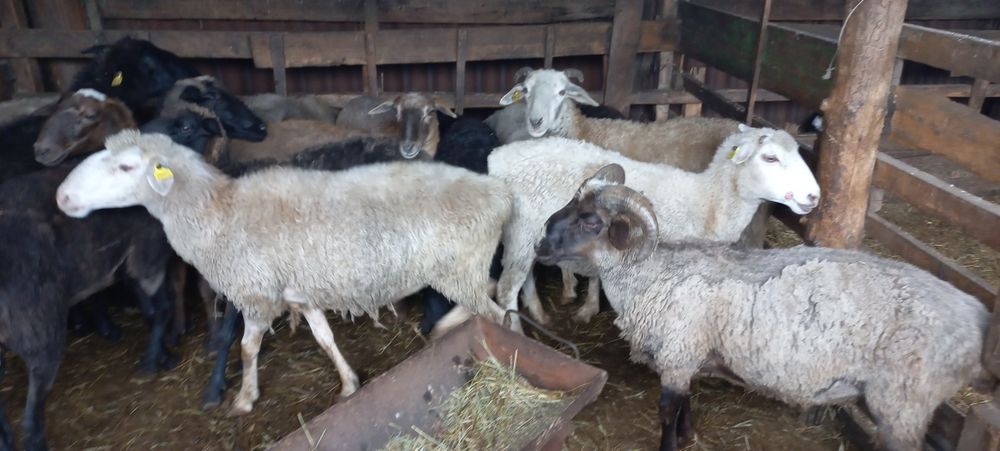 Продам   баран  годовалые.