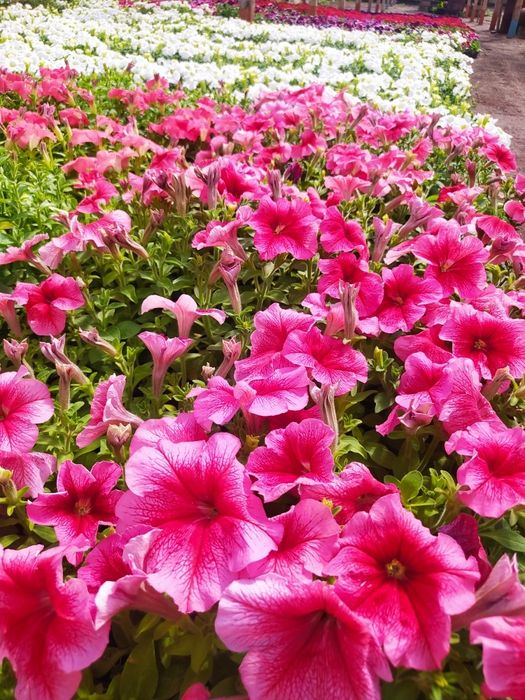 Петуния. Рассада