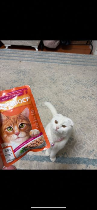 Кошка Шотландская вислоухая