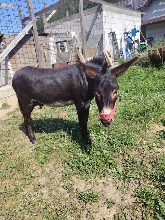 Vând măgar merge la ham nu zvrlea merge călare.