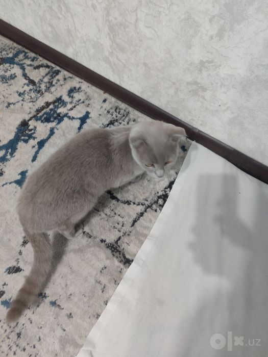 Kulrang Scottish Fold mushukcha sotiladi