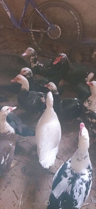 Индоутка оптом сотилади