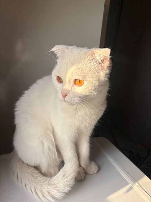 Кот для вязки кошек