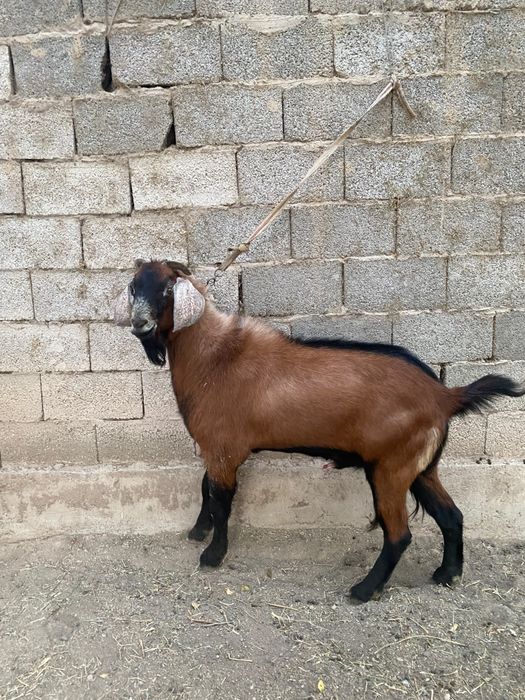 Теке сатылады, Бойы:92, Бағасы:330000