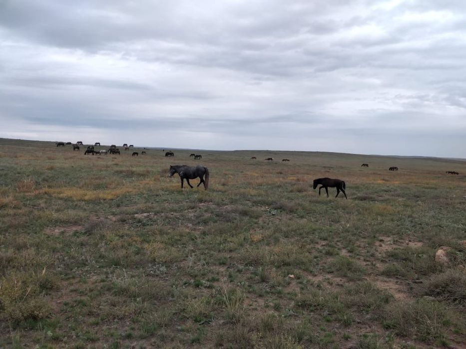 Лошадь кабыла 3 годовалая