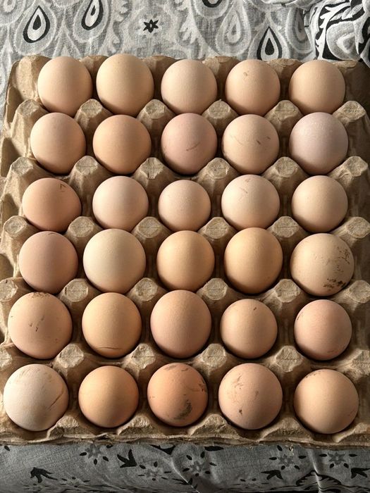 Ouă de găină de casă