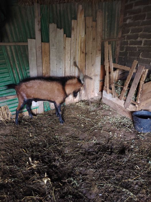 Vand tap alpin francez sau schimb cu o capra sau iada buna de lapte