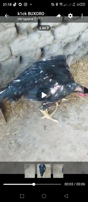 Dakan xõrozni udari sotiladi
