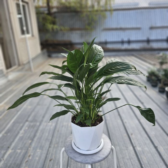 Комнатные цветы продам