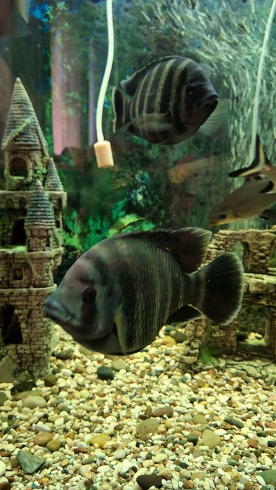 Аквариумные рыбки