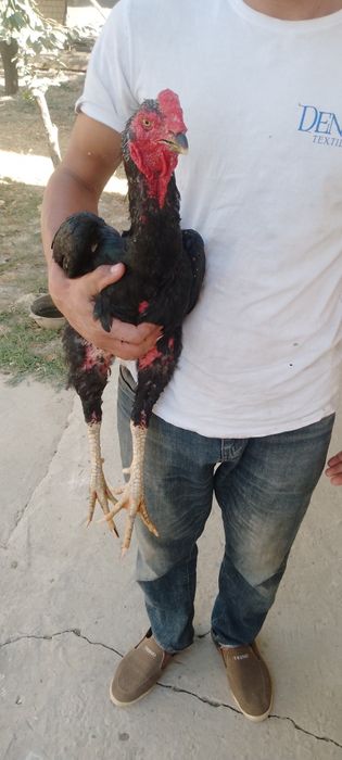 Dakan xoroz makiyan par