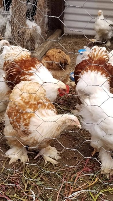 Продавам яйца и птиците Кохинг стандарт. Жълт Орпигтон. Брама