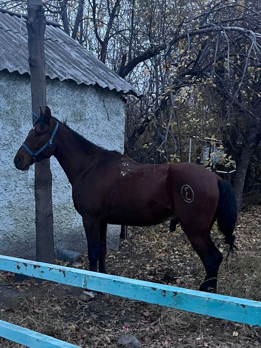 Ат сатылады, келысым бар