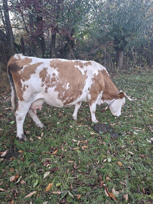 Vaca baltă de vânzare