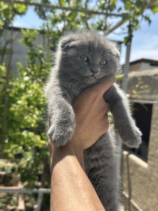 Мушук болалари скотошфолд