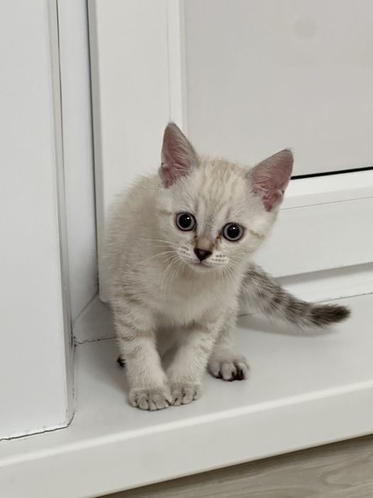 Котенок 1.5 месяцев девочка