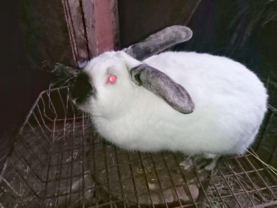 Продам кроликов,два самца