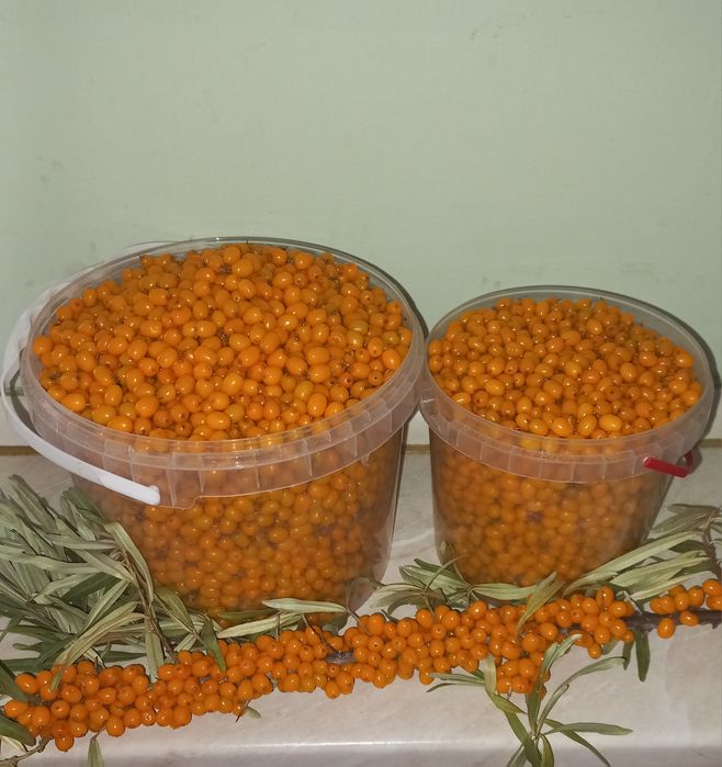 Продам облепиху дачную
