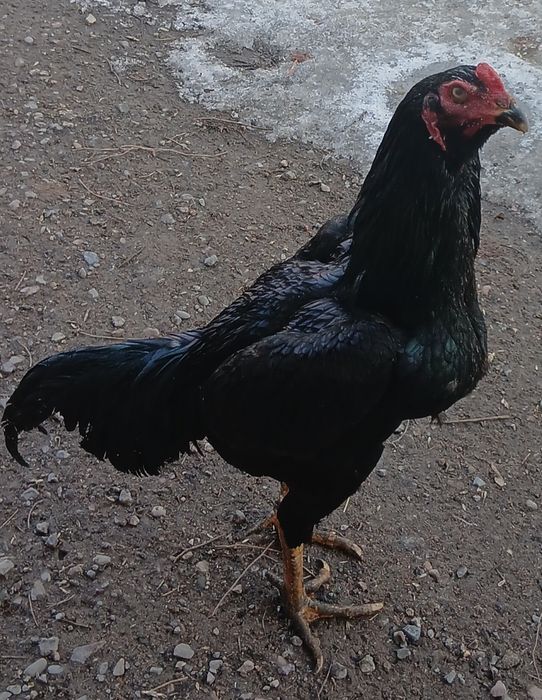 Продам дакана кореец.молодои