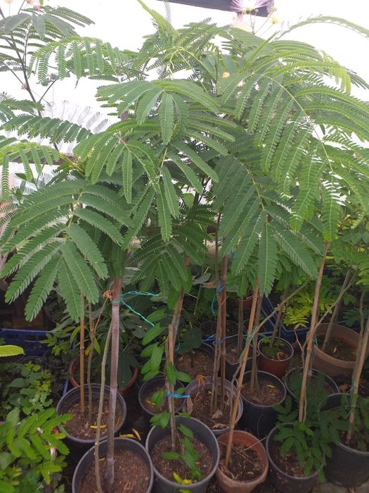 Vand puieti de arbori de mătase la ghiveci