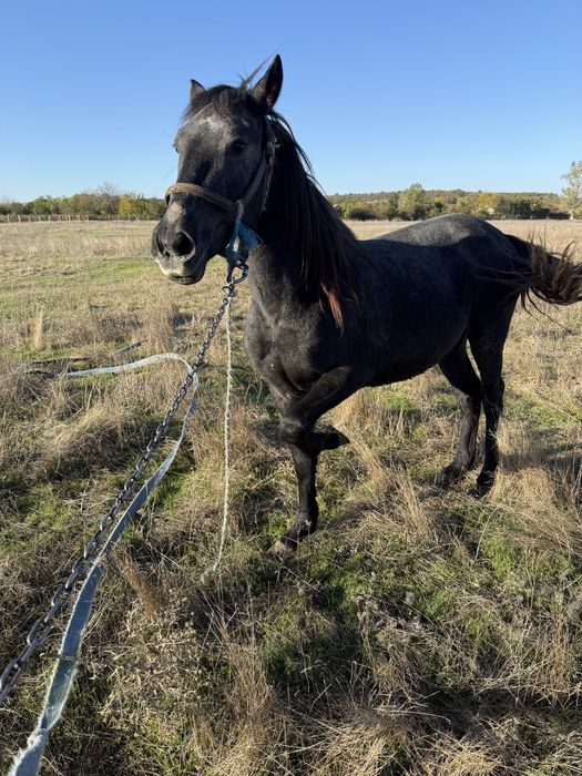 Armasar Sur de 1,5 ani