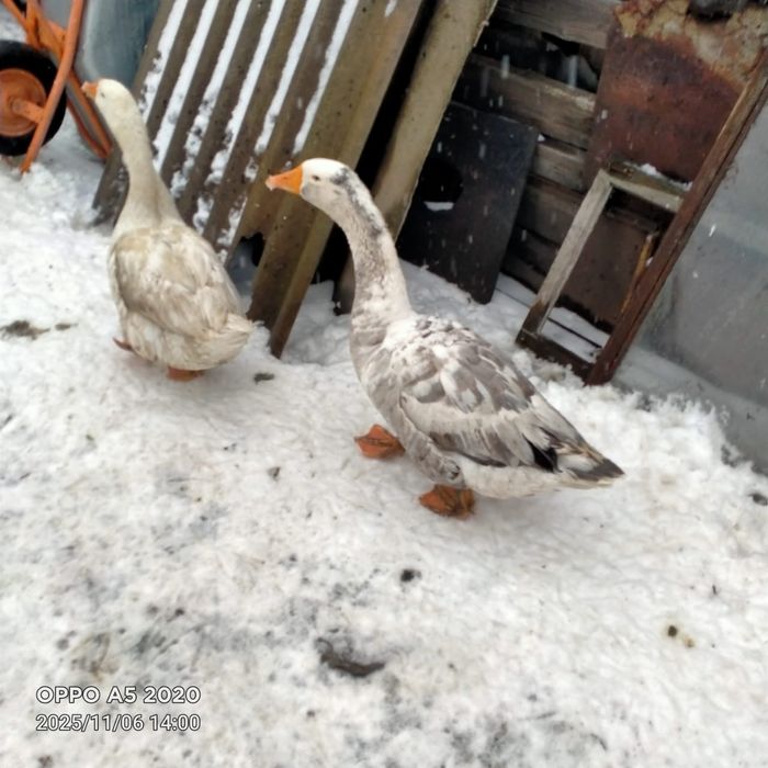 Продам гусей живьём