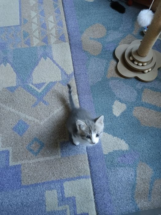Котёнок мальчик 2026