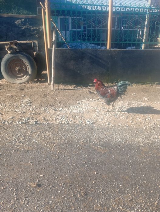 Oua   ameraucana pentru incubat și pui de 3 săptămâni Ameraucana în Bi