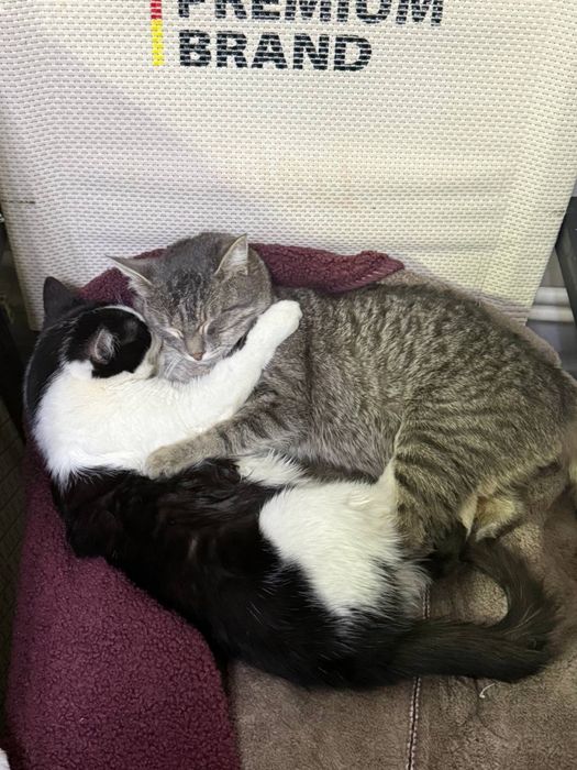 Отдадим кота в добрые руки