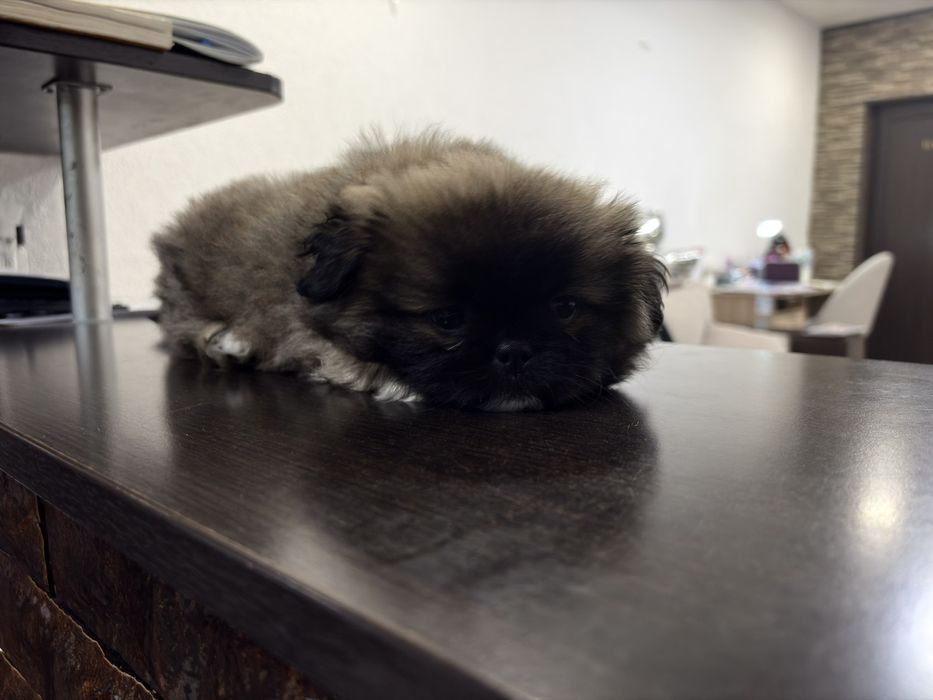 Мъжко пекинезче родено 3.12.2025