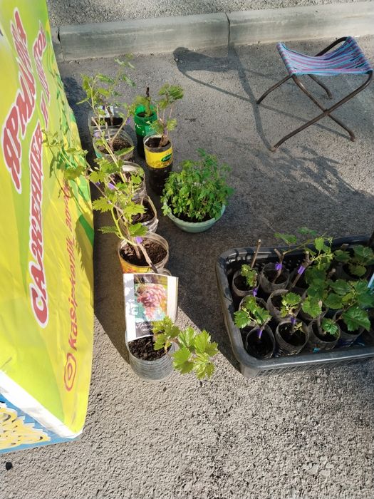 Саженцы винограда