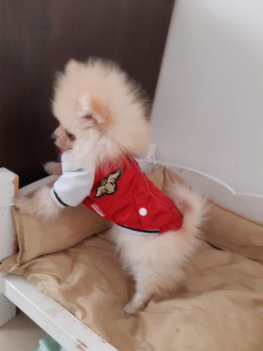 Женски померанчета