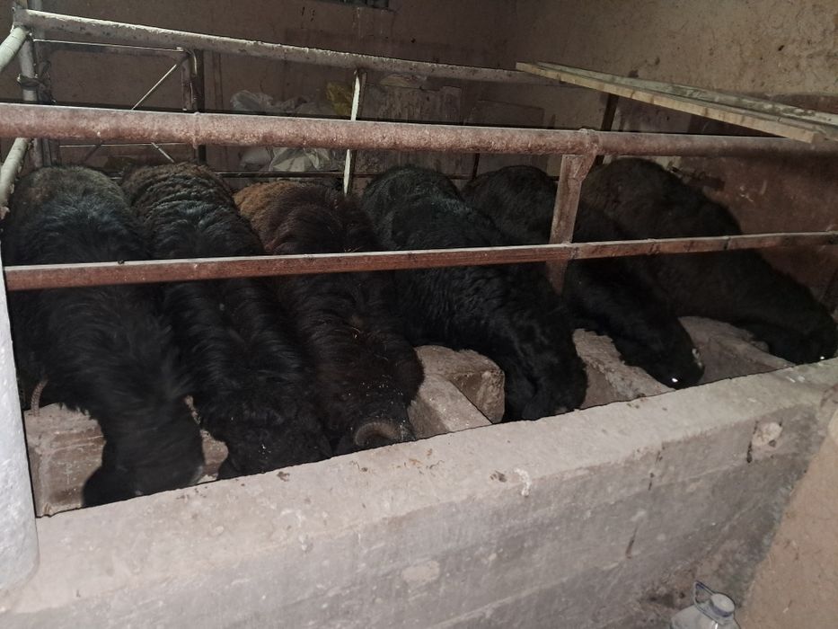 Кучкорлар сотилади