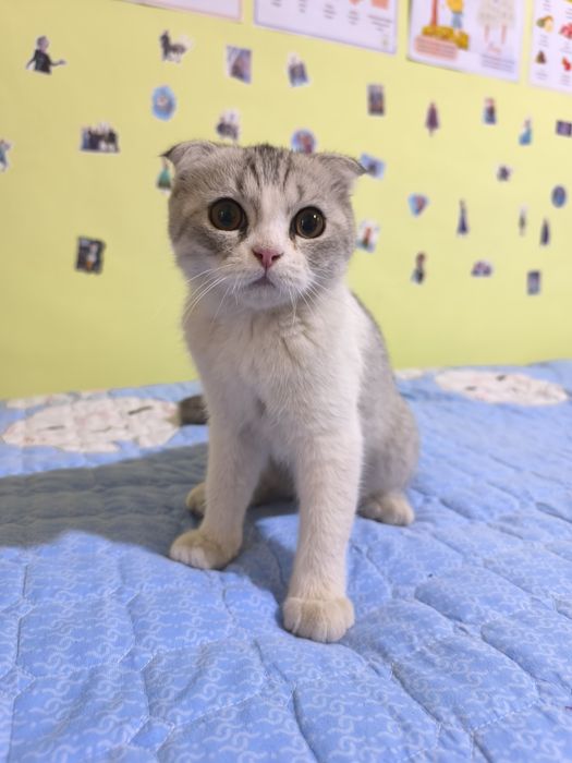Продаётся котенок Scotish fold вислоухий