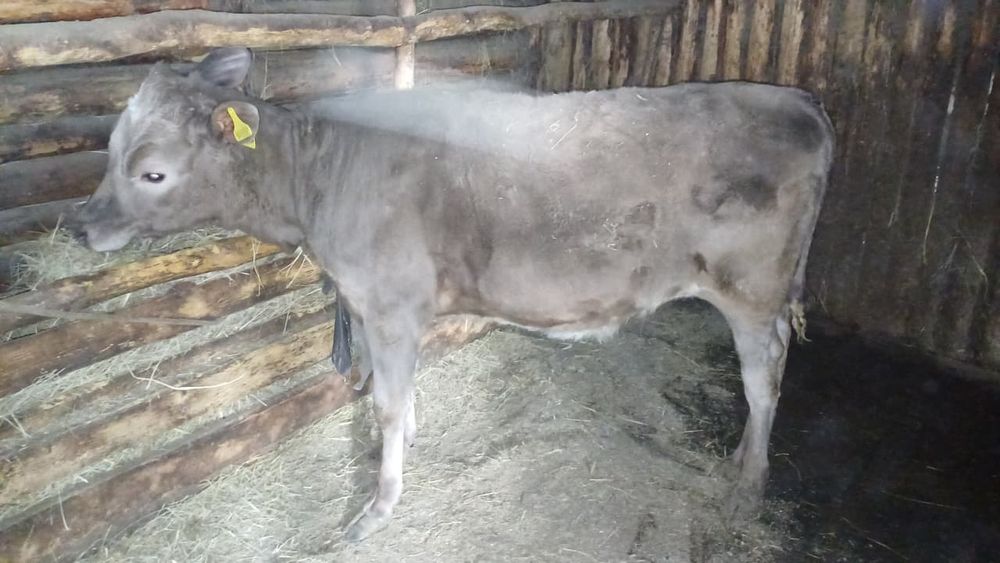 Коровы с телятами!