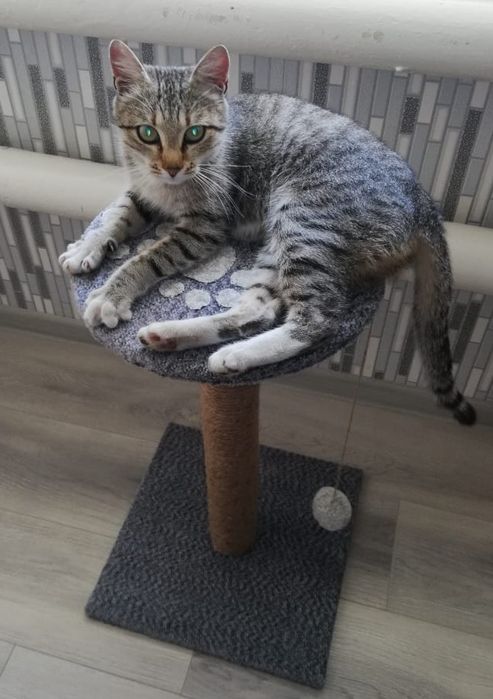 Когтеточки и домики