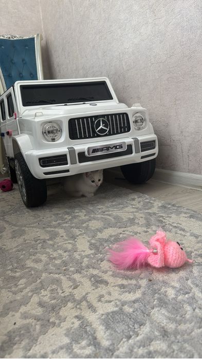 Котенок договорная девочка